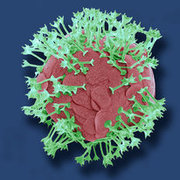 First priza: "Acanthocystis" by Steve Gschmeissner